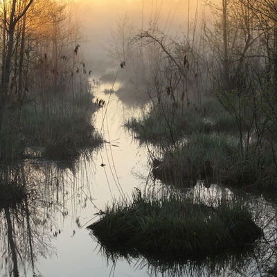 Biesbosch"