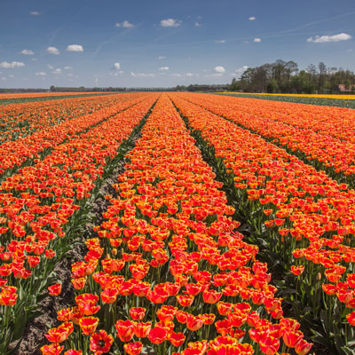 Noordoostpolder"