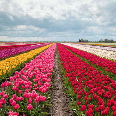 Noordoostpolder"
