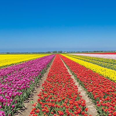 Iconic Tulips