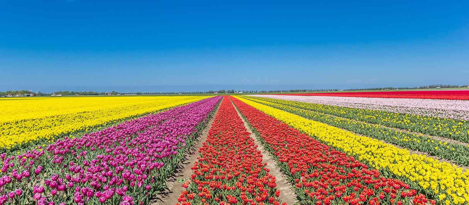 Iconic Tulips